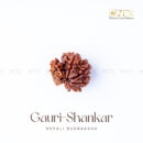 Gauri Shankar Rudraksha - Nepal