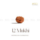 12 Mukhi Rudraksha - Indonesia