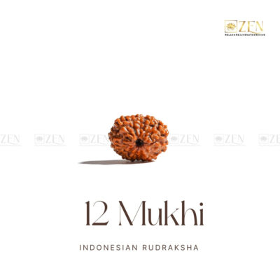 12 Mukhi Rudraksha - Indonesia