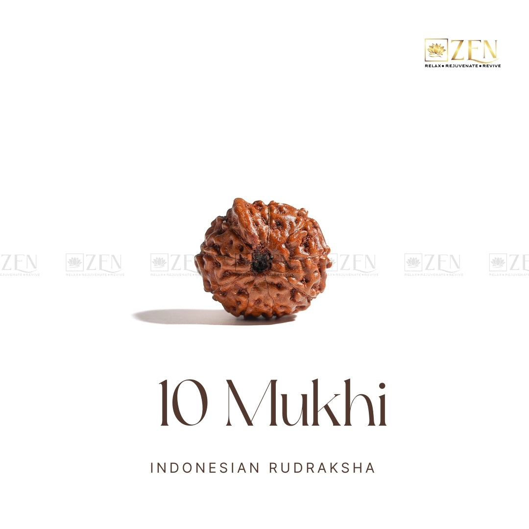 10 Mukhi Rudraksha - Indonesia