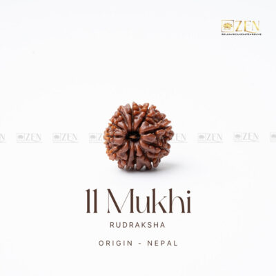 11 Mukhi Rudraksha - Nepal