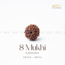 8 Mukhi Rudraksha - Nepal