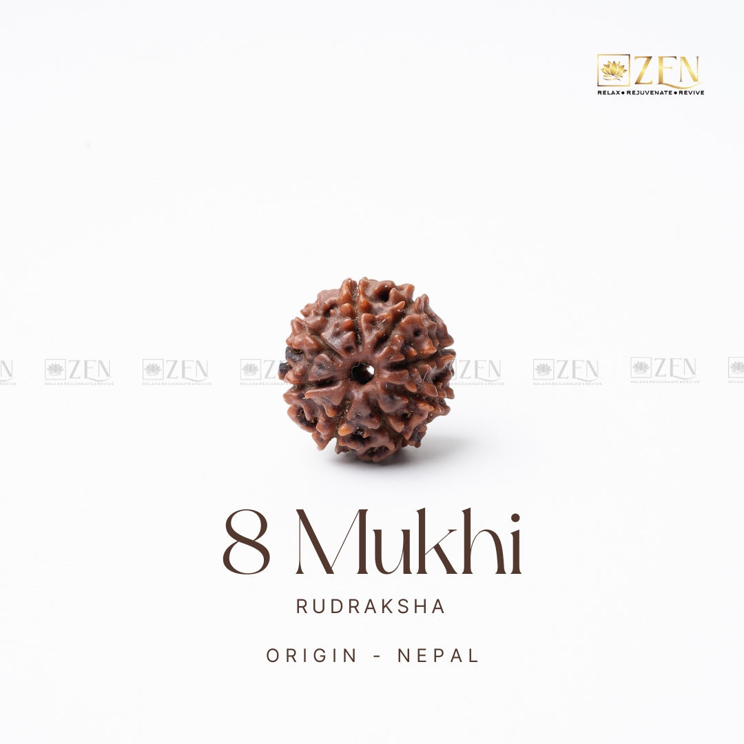 8 Mukhi Rudraksha - Nepal