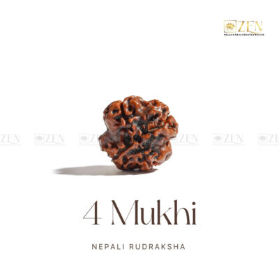 4 Mukhi Rudraksha - Nepal