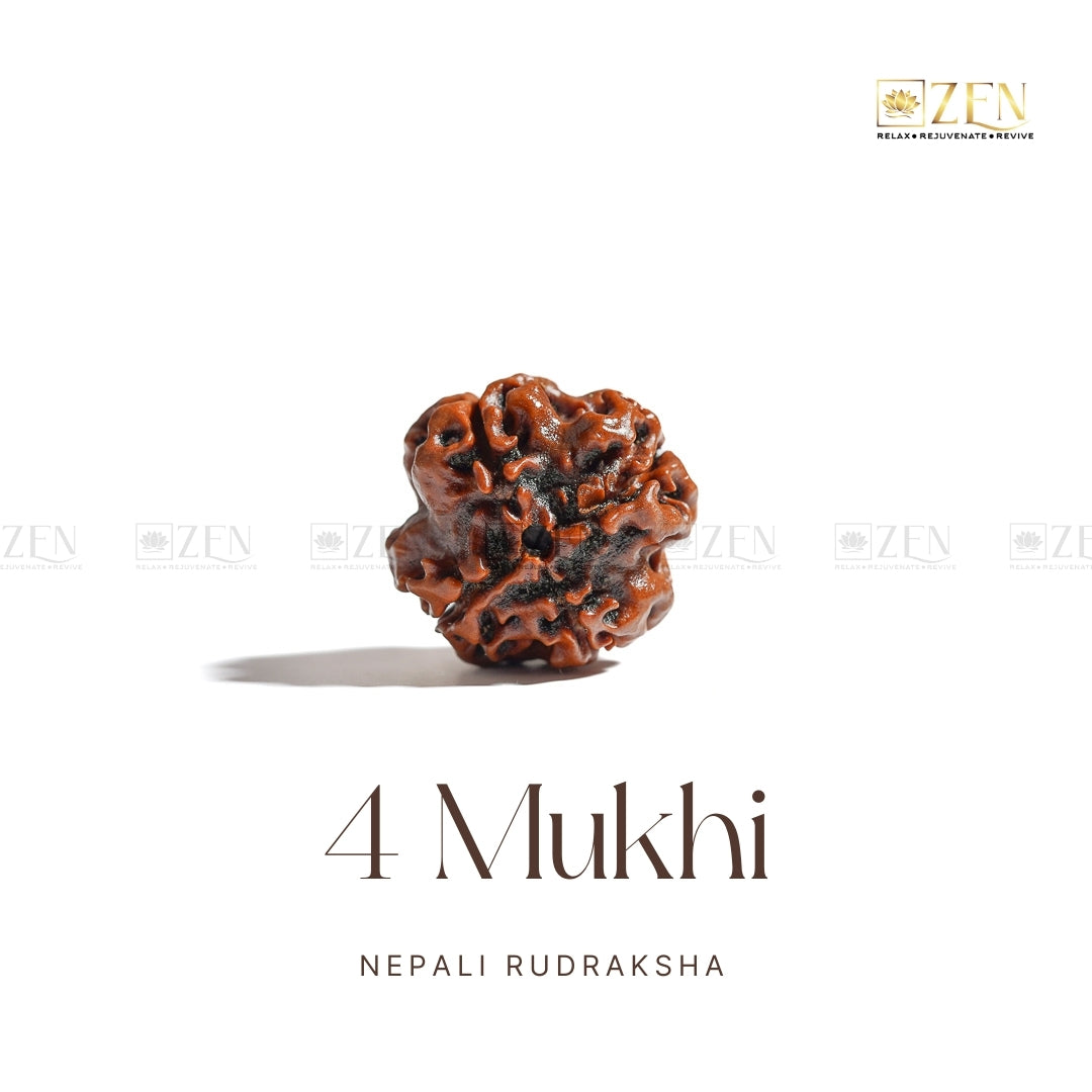 4 Mukhi Rudraksha - Nepal