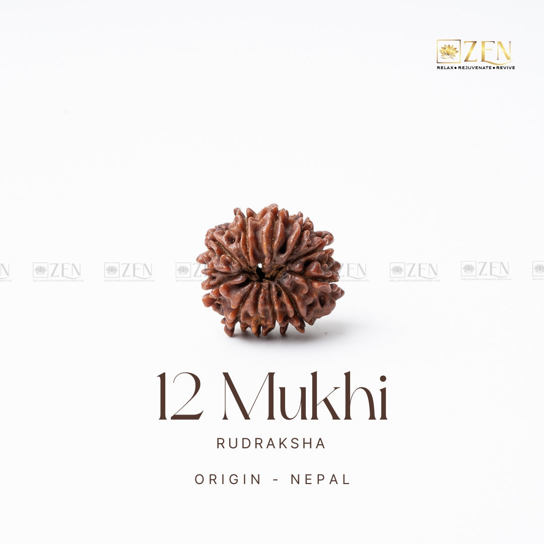 12 Mukhi Rudraksha - Nepal (Xray Certified)