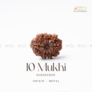 10 Mukhi Rudraksha - Nepal (Xray Certified)