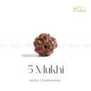5 Mukhi Rudraksha - Nepal