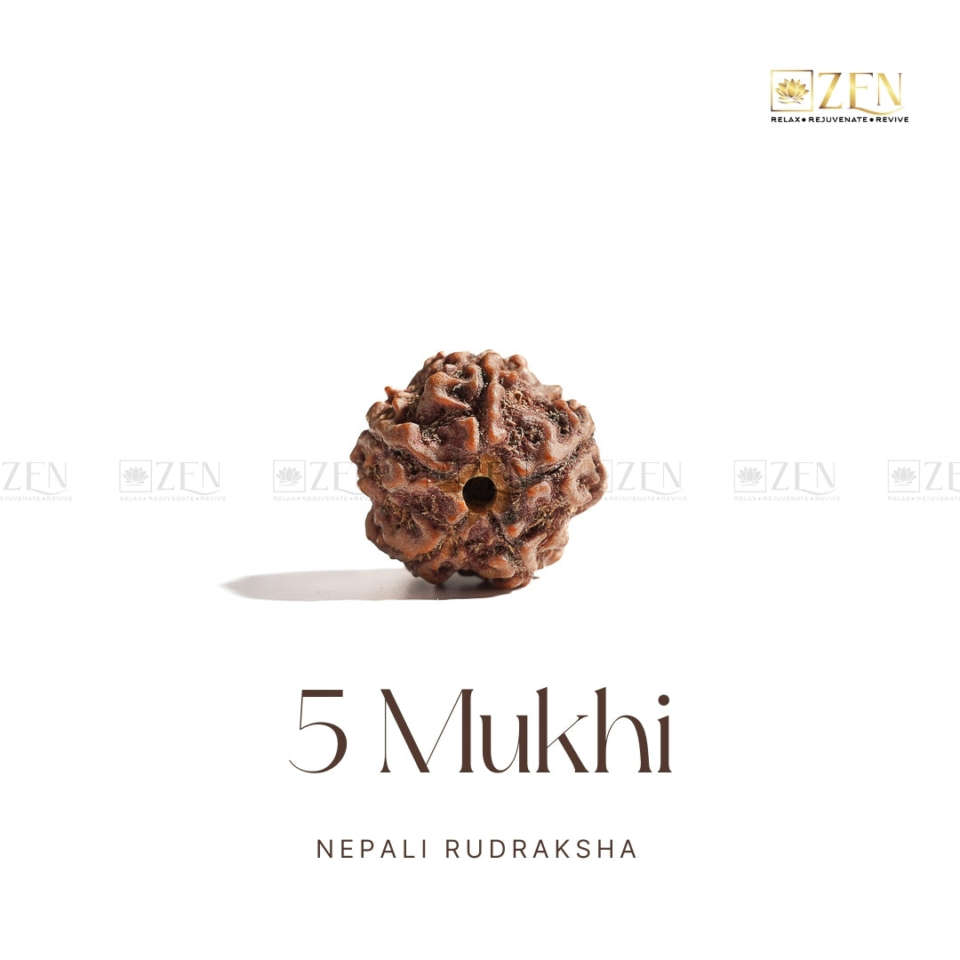5 Mukhi Rudraksha - Nepal