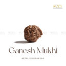 Ganesh Mukhi Rudraksha - Nepal