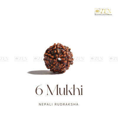 6 Mukhi Rudraksha - Nepal