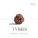 3 Mukhi Rudraksha - Himalayan Origin