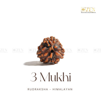 3 Mukhi Rudraksha - Himalayan Origin